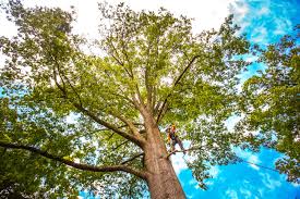 Best Stump Grinding and Removal  in Chesapeake Ranch Estates, MD