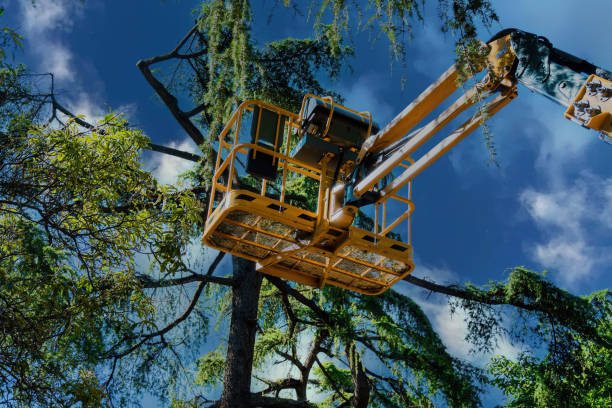 Best Hazardous Tree Removal  in Chesapeake Ranch Estates, MD