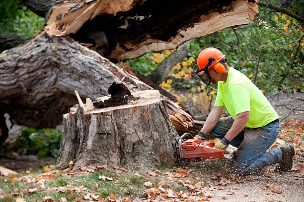 Professional Tree Care Services in Chesapeake Ranch Estates, MD