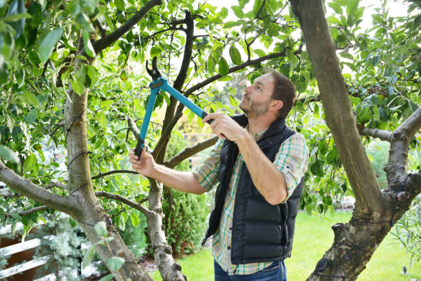 Best Hedge Trimming  in Chesapeake Ranch Estates, MD